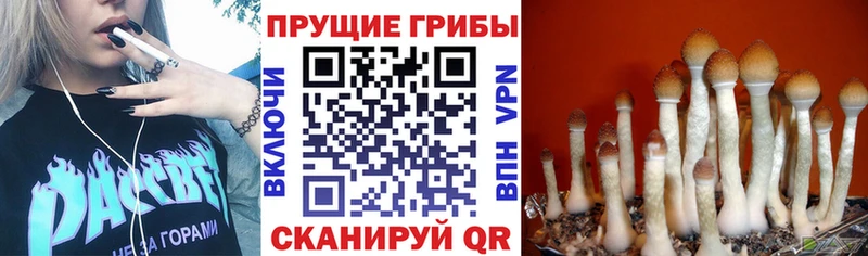 цены   Сальск  Псилоцибиновые грибы Magic Shrooms 